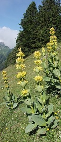 600 -Gentiana_lutea_090705