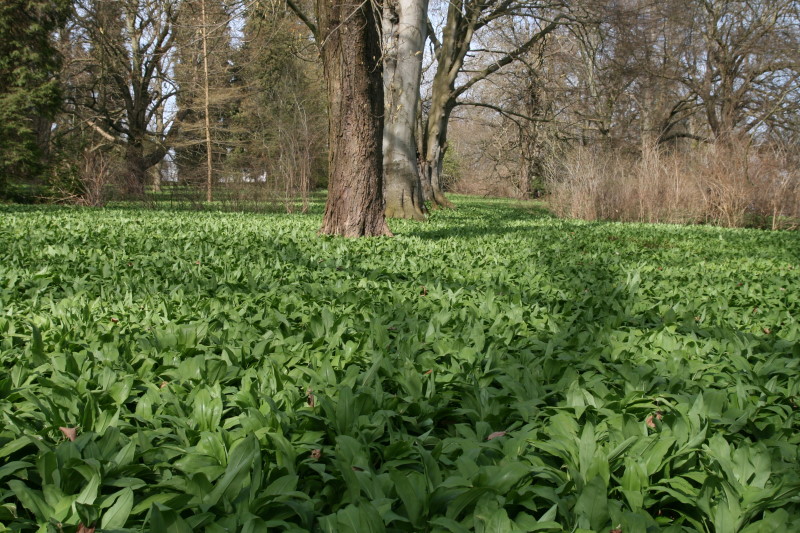 Bärlauch im April Schlosspark Putbus