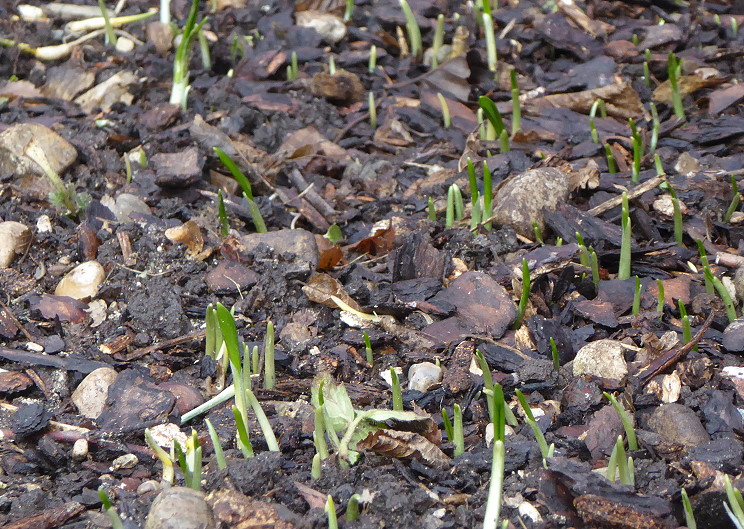 Bärlauch im Februar 2016