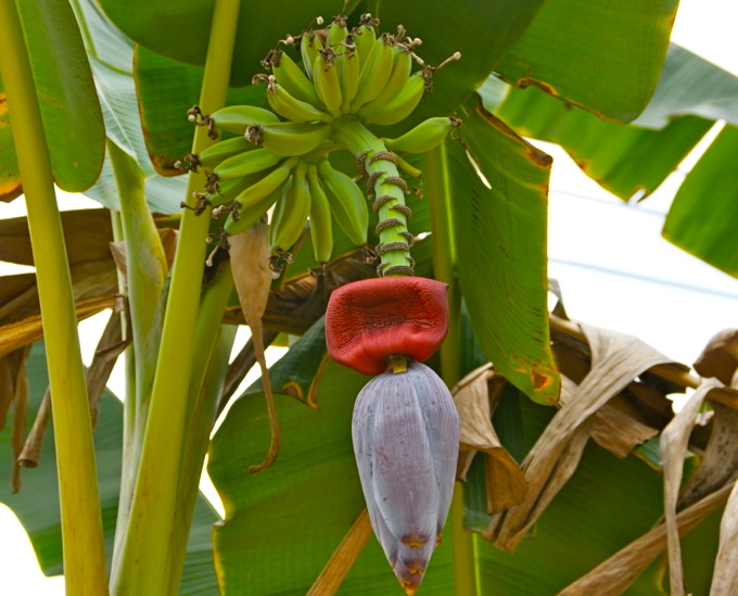 BANANE > Blütenstand und Früchte