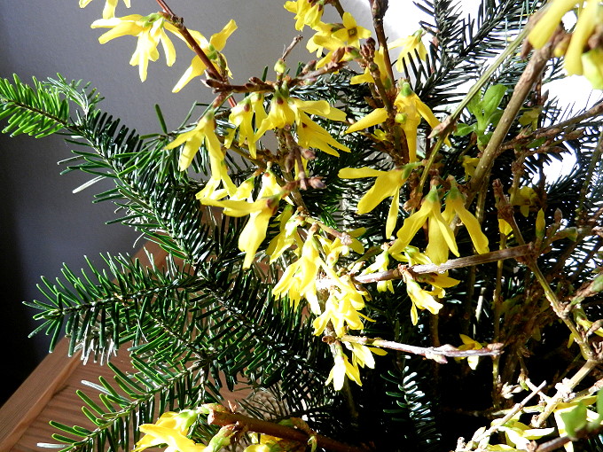 Barbarazweige Forsythien 2