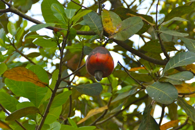 CASHEW > Frucht mit Nuss