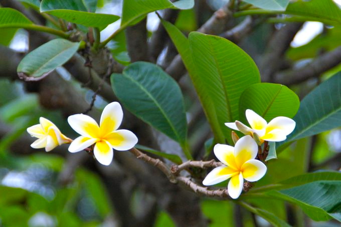 FRANGIPANIS oder Tempelbaum