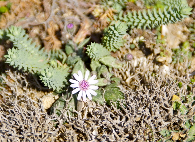 GÄNSEBLÜMCHEN u. Walzenwolfsmilch