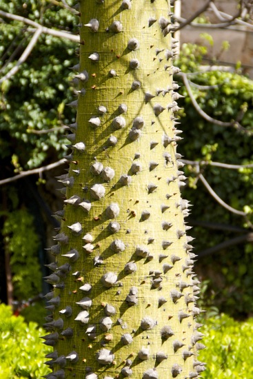 BOTANICACTUS > KAPOK-BAUM