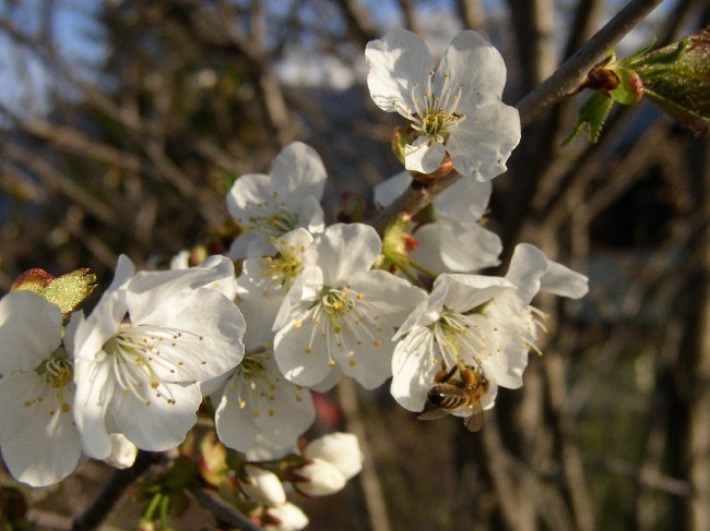 Insel Cres > Belej > Kirschblüte