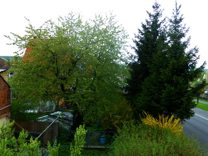 Kirschbaum im Regen HDR bearbeitet