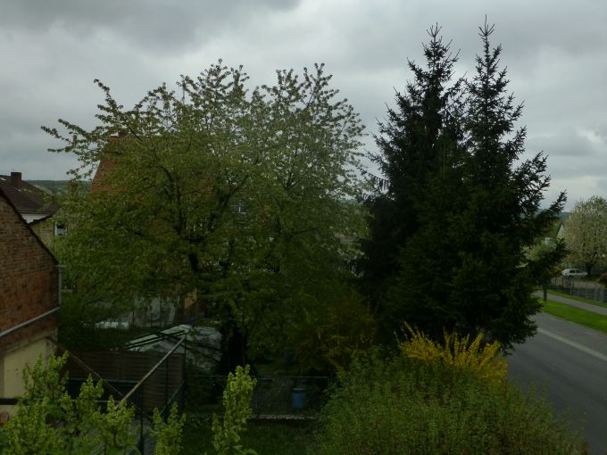 Kirschbaum im Regen iA