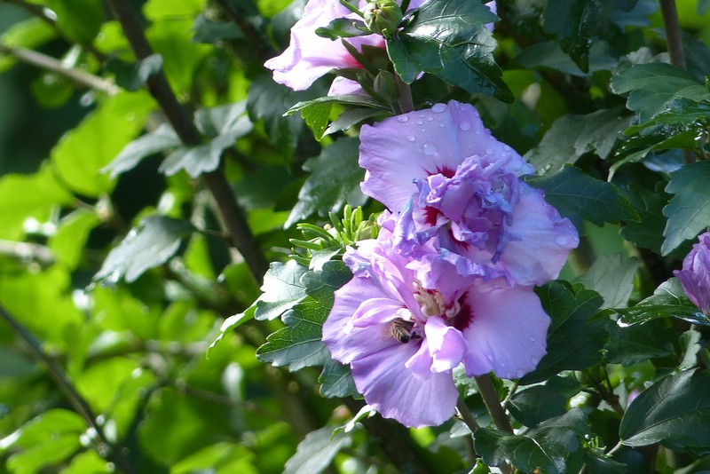 Strauchblüte 2