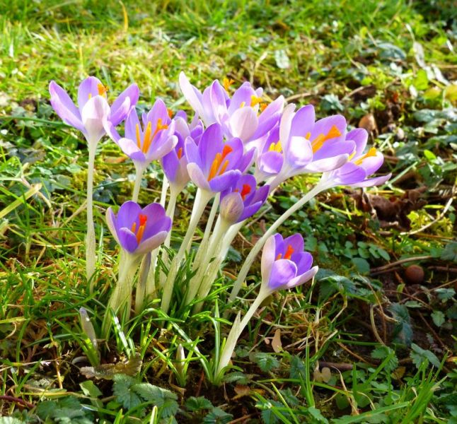 Krokus Anfang Februar 16