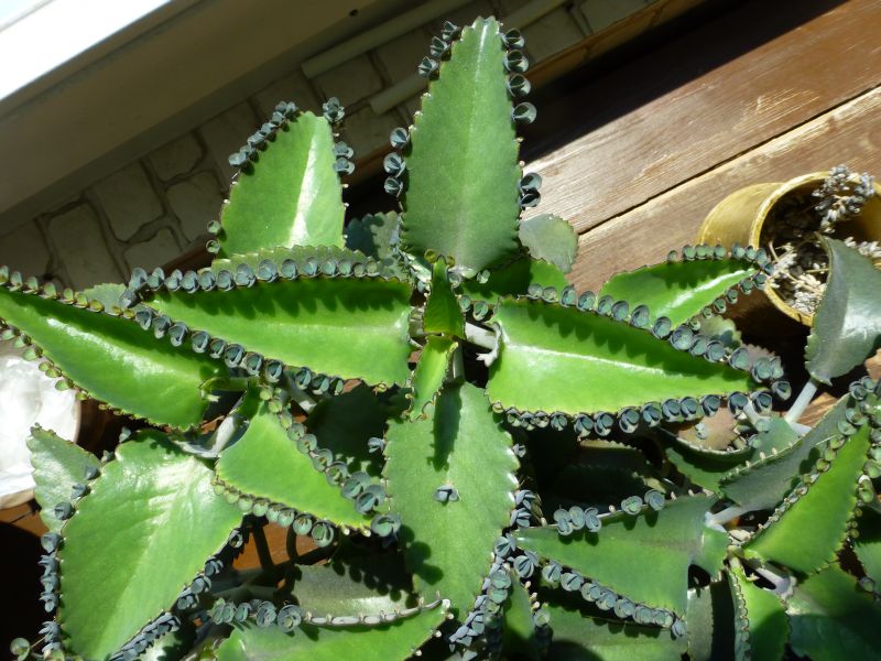 Brutblatt (Goethe-Pflanze) Kalanchoe daigremontiana