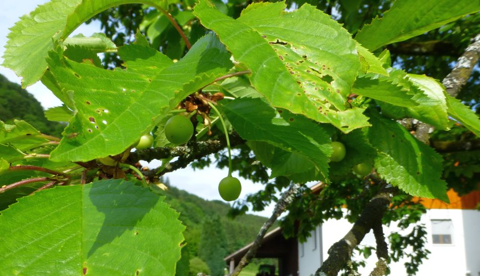 Kirschbaum>unreife Frucht