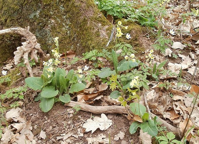 Frühlingsboten