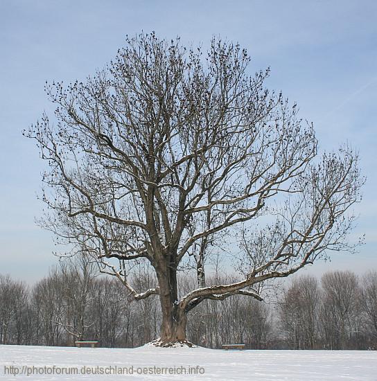 BAUM > Im Winter beim Schloss Solitude