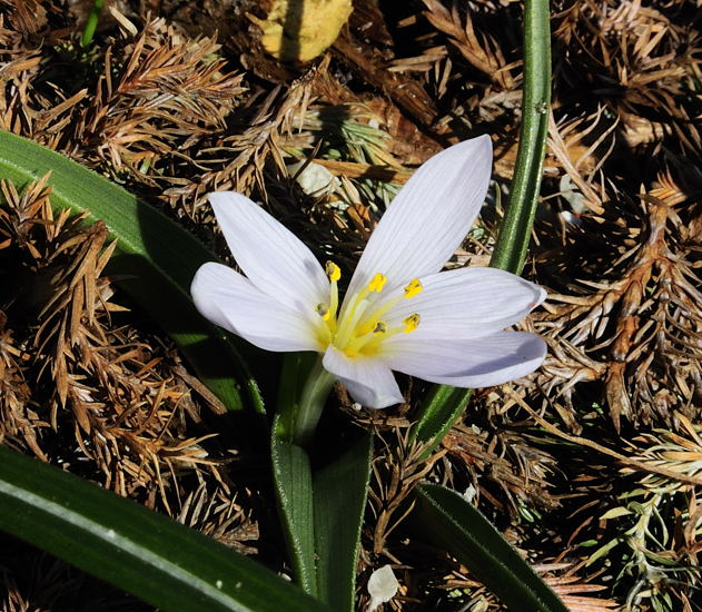 Velebit Star