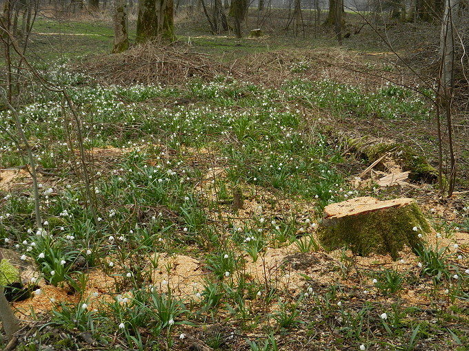 Frühlingsknotenblumen 3