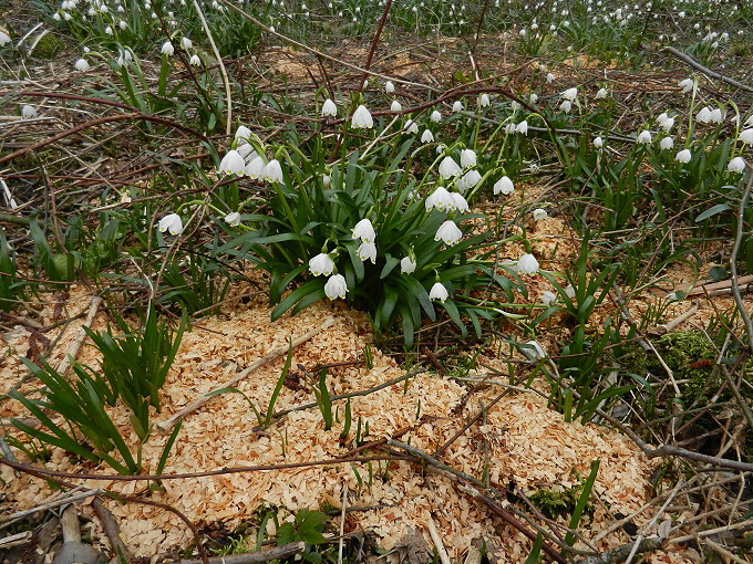 Frühlingsknotenblumen 4