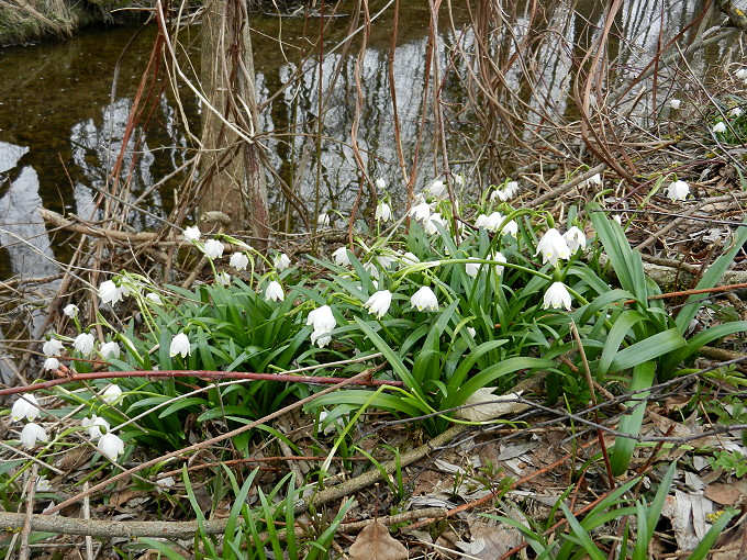 Frühlingsknotenblumen 5