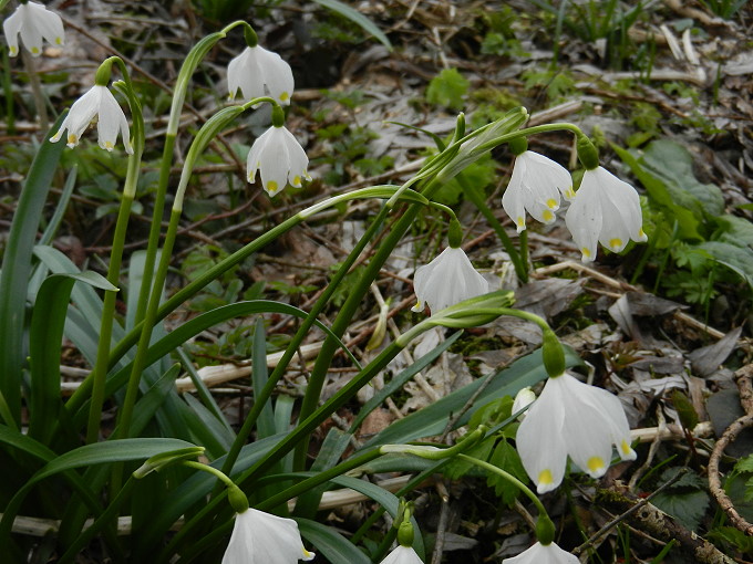 Frühlingsknotenblumen