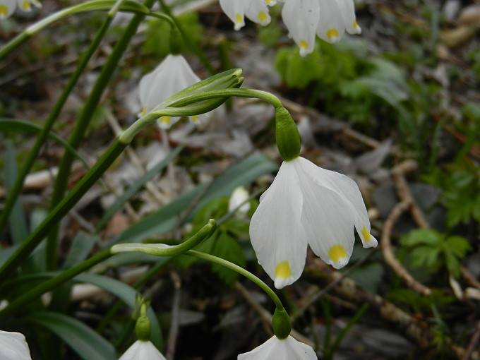 Frühlingsknotenblumen 3