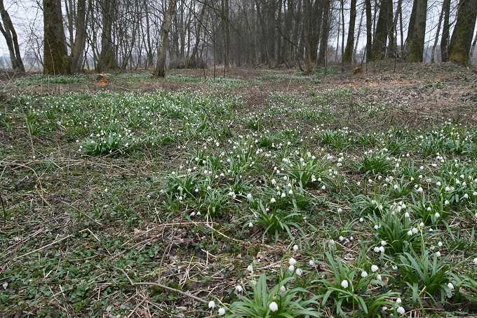 Frühlingsknotenblumen 5