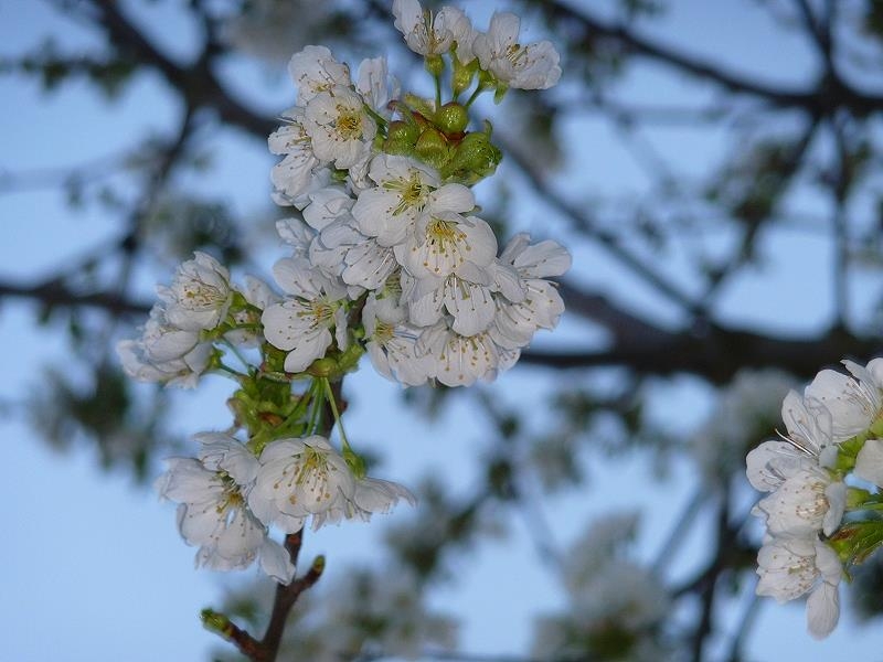 k-18 Frühling