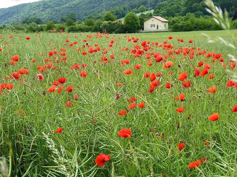 Mohn im Rapsfeld