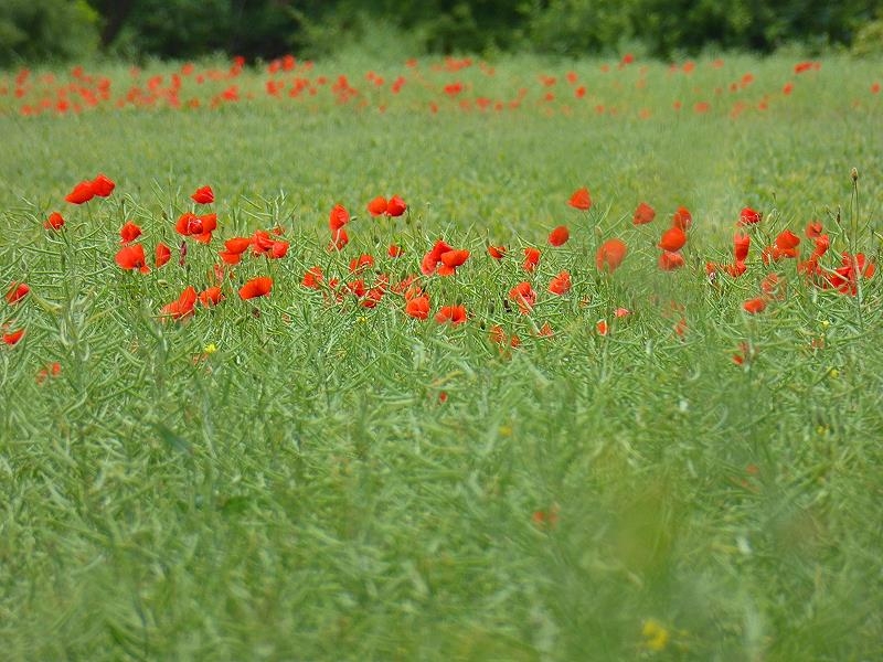 Mohn im Rapsfeld