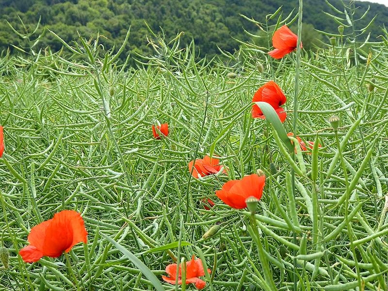 Mohn im Rapsfeld