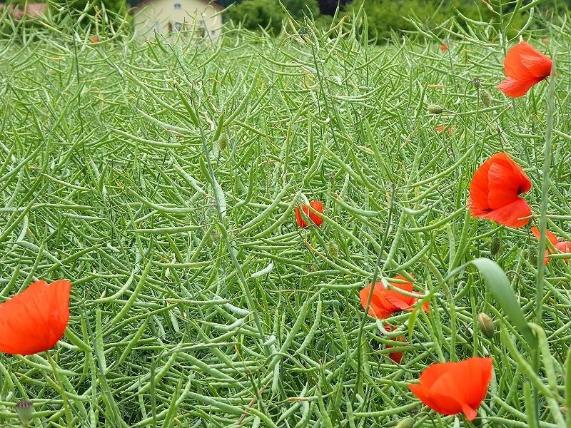 Mohn im Rapsfeld