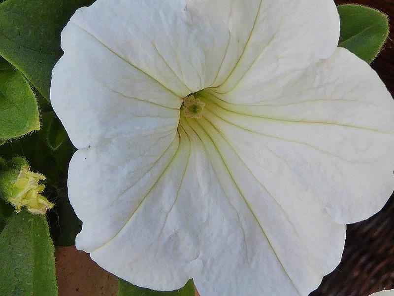 im Garten