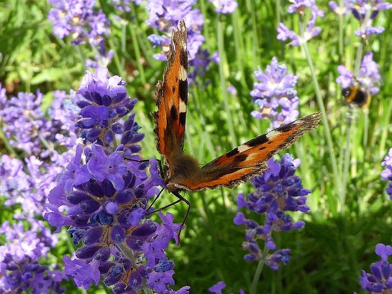 Garten-Neu