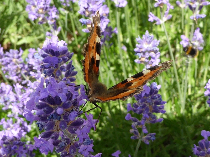 Garten-Schmetterlinge