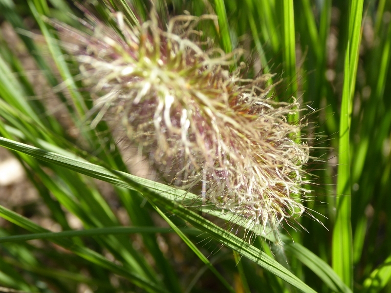 Im Garten im September 2014