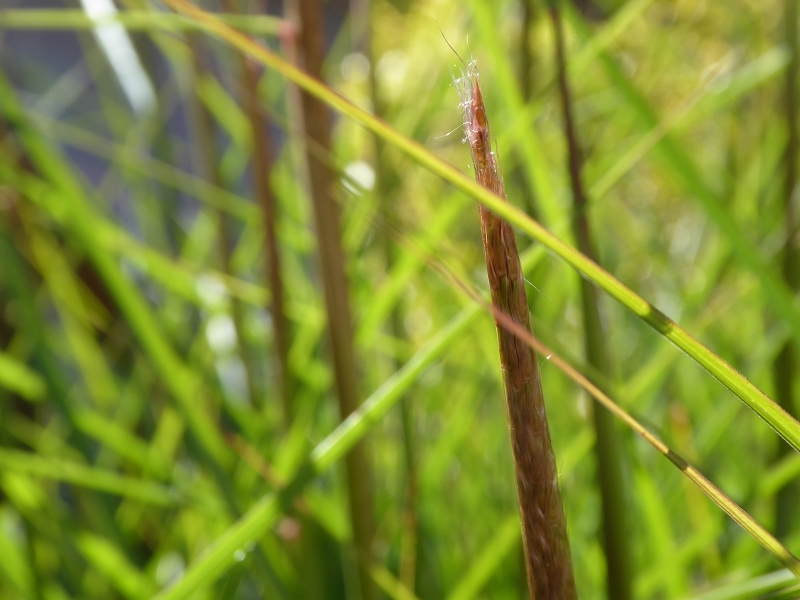 Im Garten im September 2014