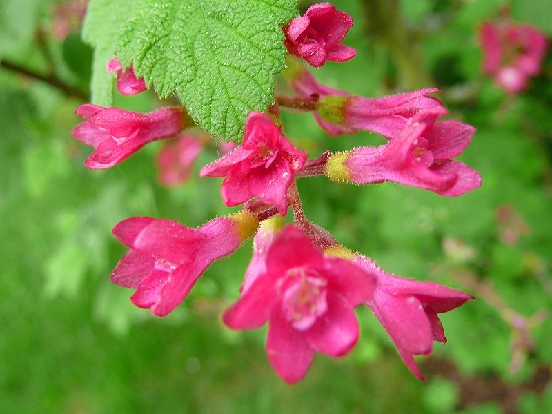 Frühlingsblumen