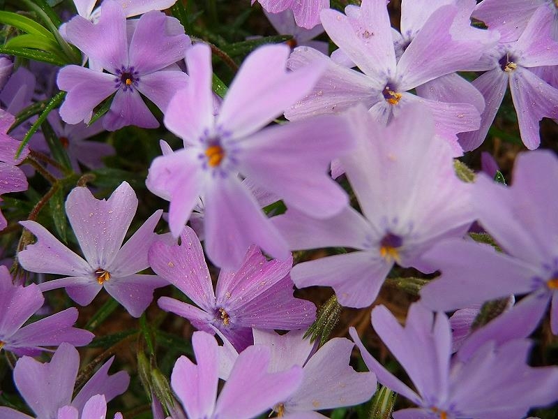 Frühlingsblumen