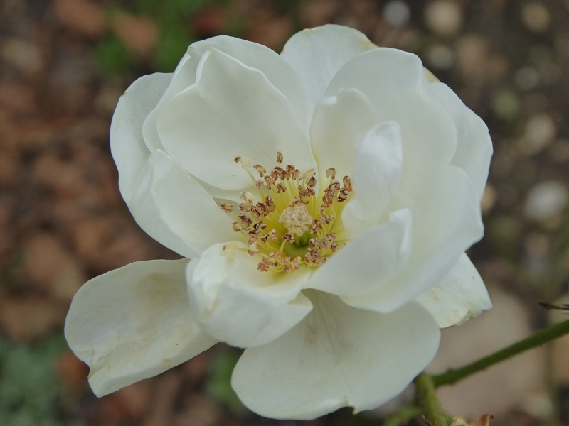 Blumen 29.10.14