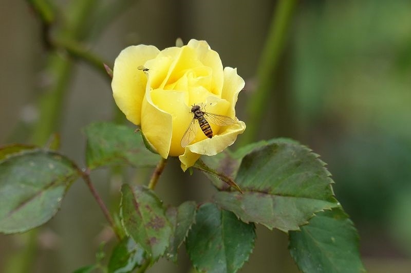 Letzte Rosen4