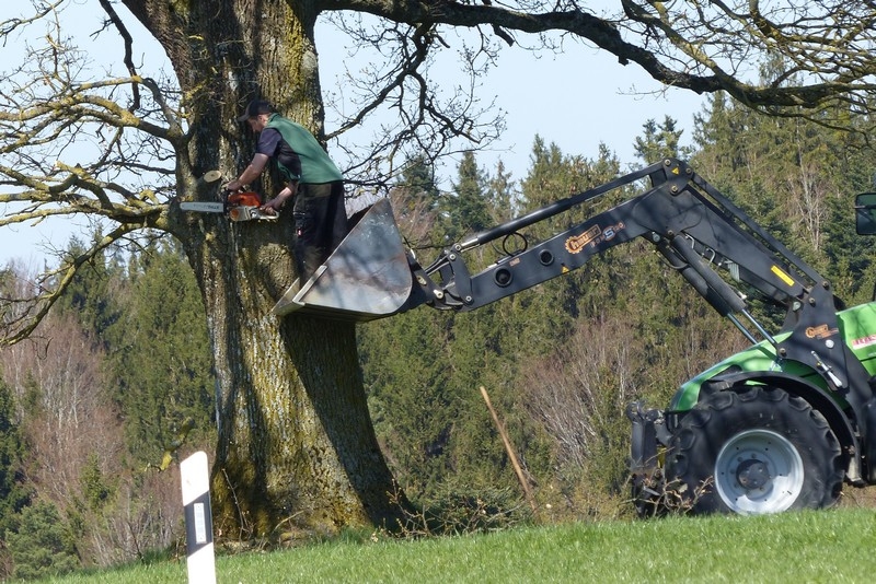 Baumzuschnit auf bayrisch