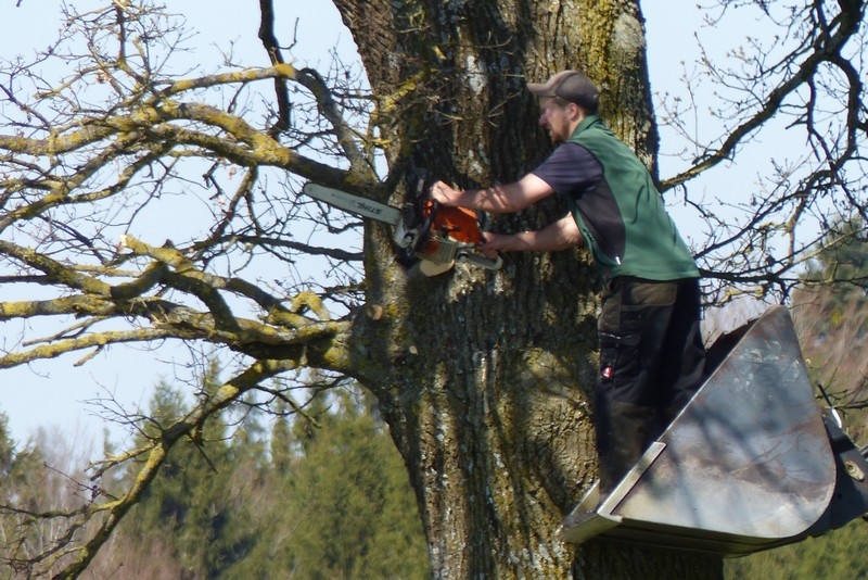 Baumzuschnit auf bayrisch