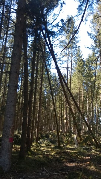 Waldspaziergang mit Frühlingsboten