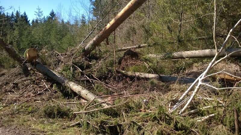 Waldspaziergang mit Frühlingsboten