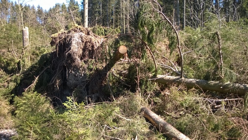 Waldspaziergang mit Frühlingsboten