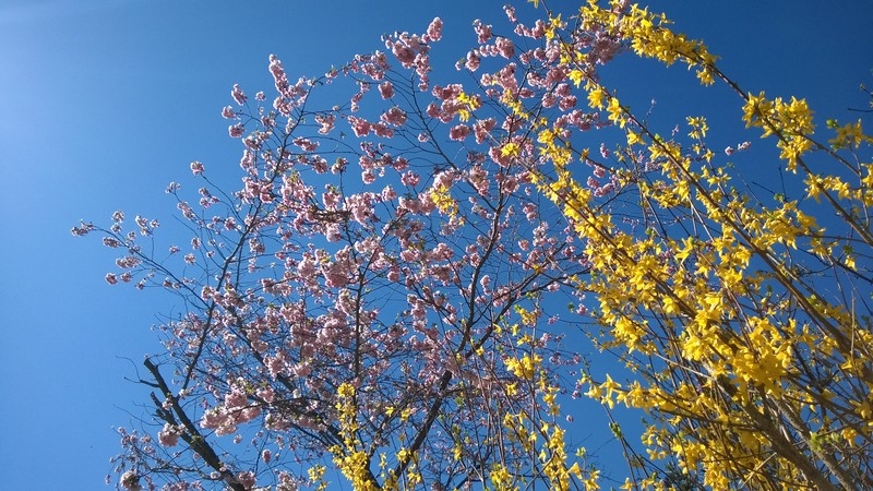 Waldspaziergang mit Frühlingsboten