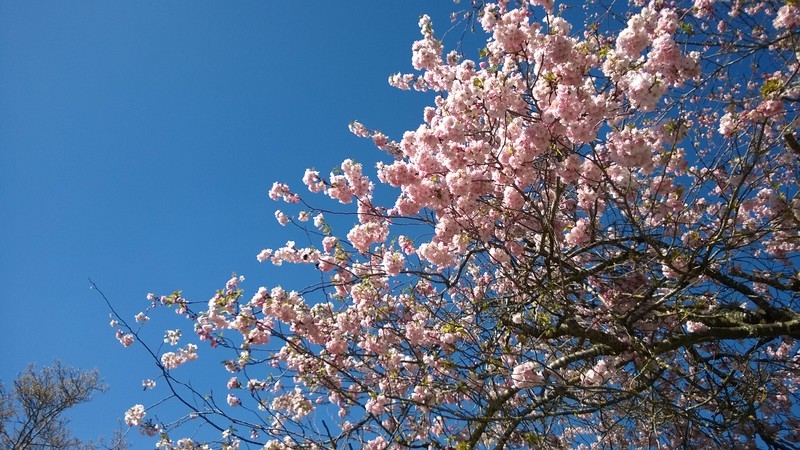 Waldspaziergang mit Frühlingsboten