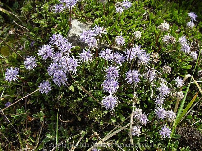 Frühling im Gebirge: Kugelblume