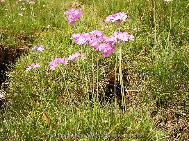 Frühling im Gebirge:Mehlprimel