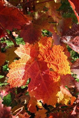 MICHAELSBERG > Weinberge > Herbstlaub