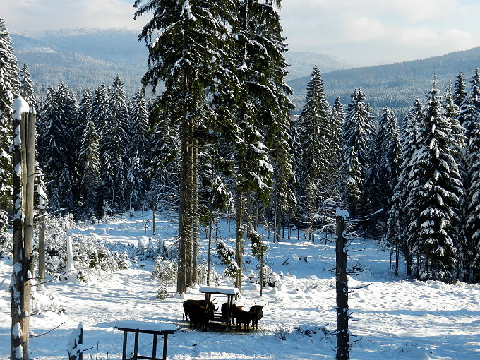 Nationalparkzentrum Falkenstein 5